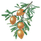 Organic argan oil